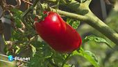 Pomodoro d'ottobre