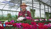 E-Garden: il ciclamino