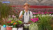 E-garden: come mescolare foglie, fiori e bacche per balconi spettacolari sino a Natale