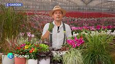 E-garden: come mescolare foglie, fiori e bacche per balconi spettacolari sino a Natale