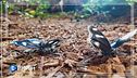 Arte che collabora con la natura