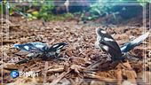 Arte che collabora con la natura