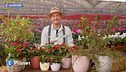 E-garden: tre arbusti da bacca
