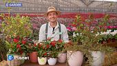 E-garden: tre arbusti da bacca