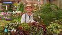 E-Garden: le begonie