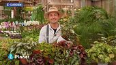 E-Garden: le begonie