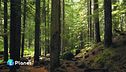 Gli alberi, i nostri alleati