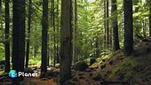 Gli alberi, i nostri alleati