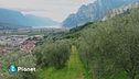 Il sentiero dell'olivo