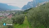 Il sentiero dell'olivo