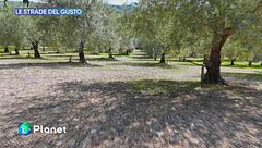 Le Strade del Gusto: l'Olio dei Monti Iblei