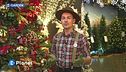 E-Garden: come rinnovare l'albero di Natale