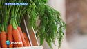 Carota novella di Ispica Igp e presidi slow food ragusani