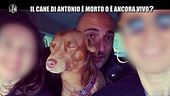 REI: Il cane di Antonio è morto o è ancora vivo?