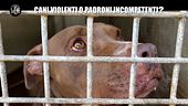 CIZCO: Cani violenti o padroni incompetenti?