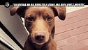 REI: "La vicina mi ha rubato il cane, ma dice che è morto"