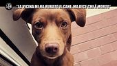 REI: "La vicina mi ha rubato il cane, ma dice che è morto"