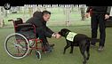 VIVIANI: Quando un cane può salvarti la vita