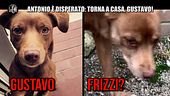 REI: Antonio è disperato: torna a casa, Gustavo!