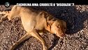 NINA: Cagnolina Nina: crudeltà o "disgrazia"?