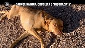 NINA: Cagnolina Nina: crudeltà o "disgrazia"?