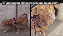 REI: Antonio ha la prova che il suo cane è ancora vivo?