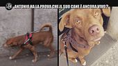 REI: Antonio ha la prova che il suo cane è ancora vivo?
