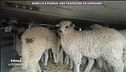 Agnello a Pasqua: una tradizione da superare?