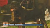 Ucciso da tre rottweiler