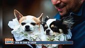 Vita da cani di lusso