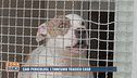 Cani pericolosi, l'ennesimo tragico caso