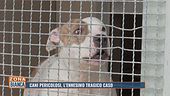 Cani pericolosi, l'ennesimo tragico caso