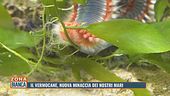 Il vermocane, nuova minaccia dei nostri mari