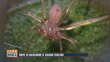 Dove si nasconde il ragno violino?