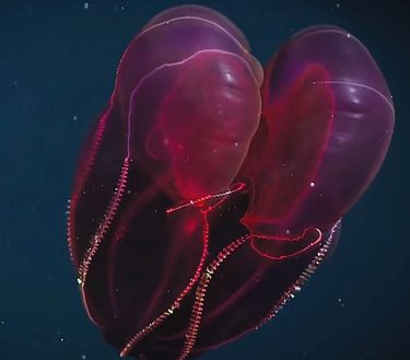 Ep. 2 - Le acque basse