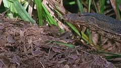 Ep. 1 - Geni del male