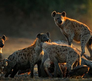 Il branco: lotta di potere