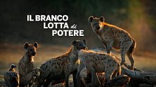 Il branco: lotta di potere