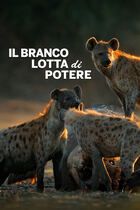 Il branco: lotta di potere
