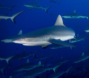 L'invasione degli squali