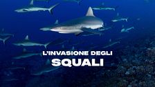 L'invasione degli squali