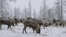 Ep. 10 - Stranezze degli animali