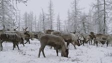 Ep. 10 - Stranezze degli animali