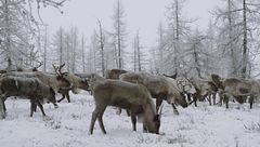 Ep. 10 - Stranezze degli animali