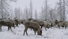 Ep. 10 - Stranezze degli animali