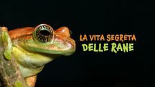 La vita segreta delle rane