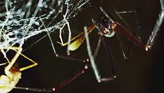 Ep. 2 - Il mondo sotterraneo dei ragni