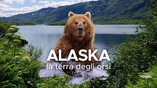 Alaska, la terra degli orsi