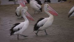 Ep. 2 - Caldo torrido