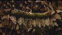 Ep. 3 - Foreste selvagge